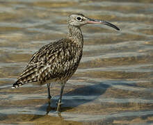 Whimbrel