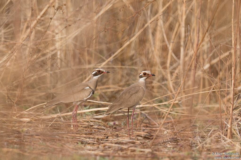 Bronze-winged Courser