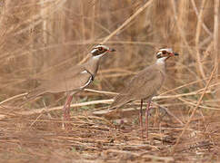 Bronze-winged Courser