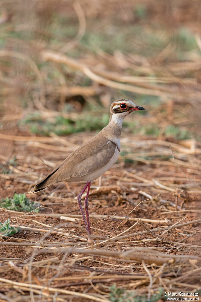 Bronze-winged Courser