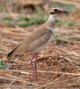 Bronze-winged Courser