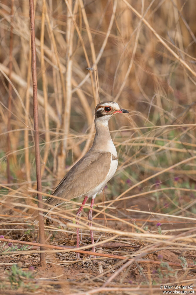 Bronze-winged Courser