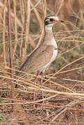 Bronze-winged Courser