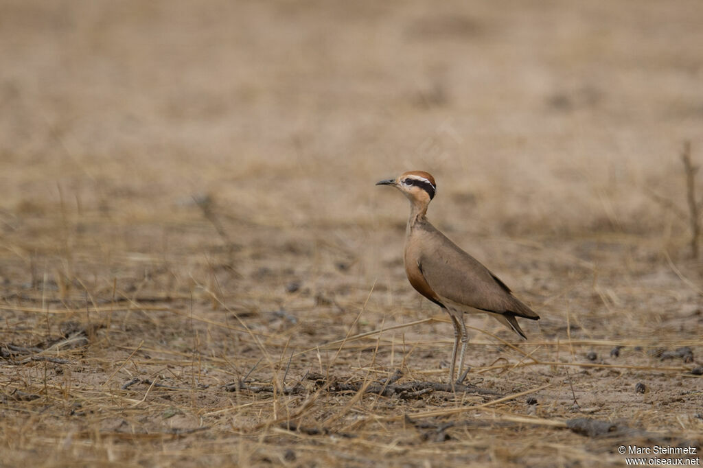 Temminck's Courser