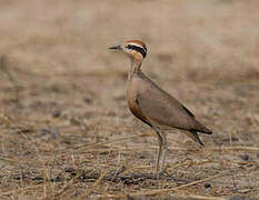 Temminck's Courser