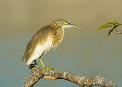 Squacco Heron