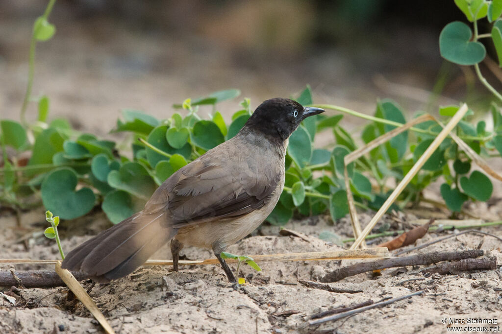 Blackcap Babbler