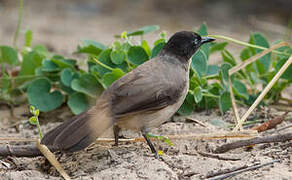 Blackcap Babbler