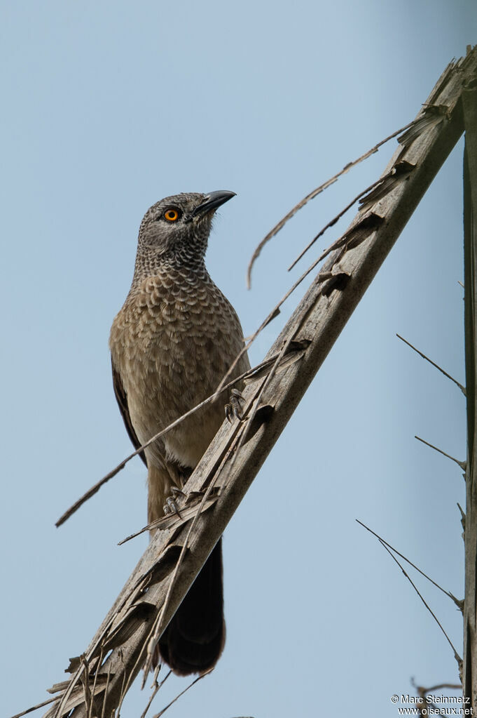 Brown Babbler