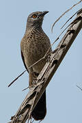 Brown Babbler