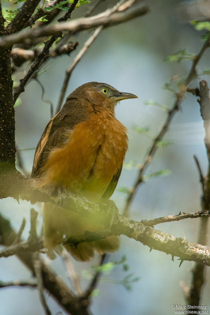 Rufous Chatterer