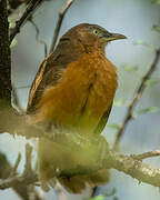 Rufous Chatterer