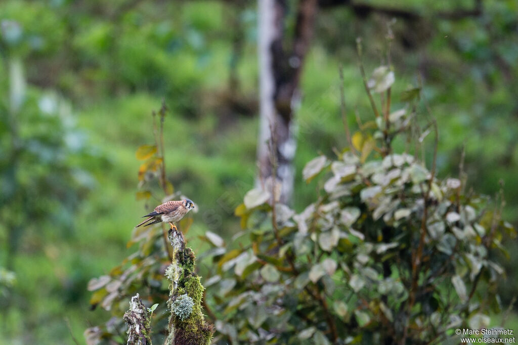 American Kestrel