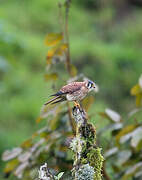 American Kestrel