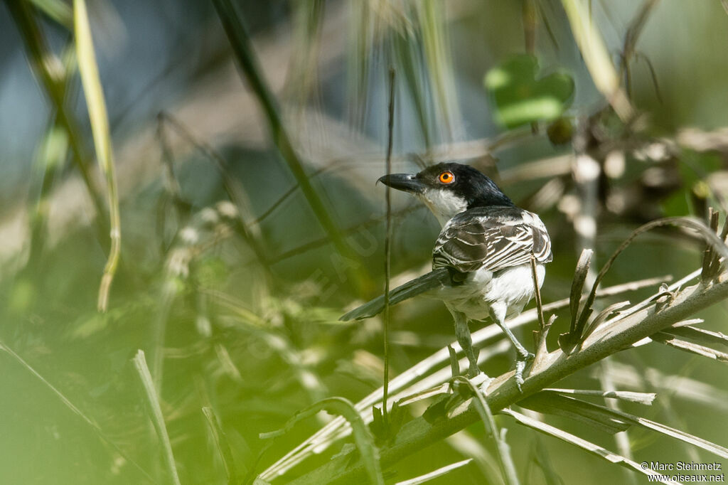 Northern Puffback