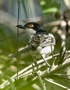 Northern Puffback