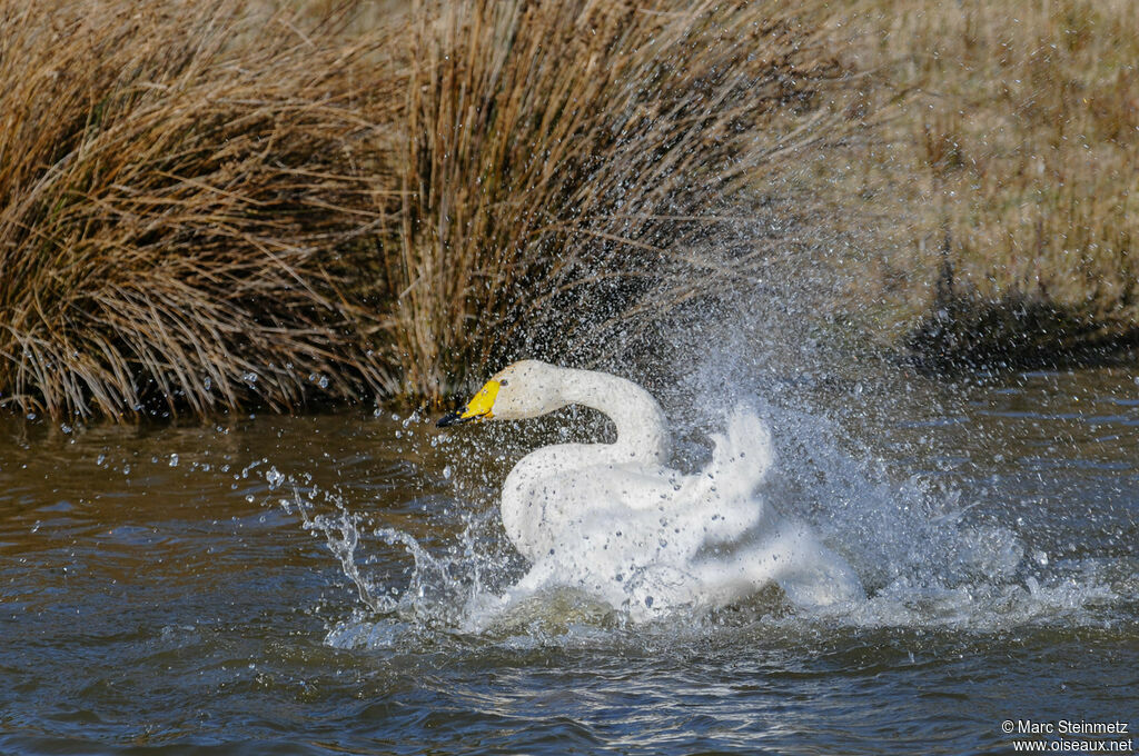 Whooper Swan