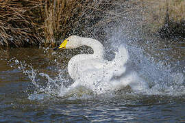 Whooper Swan