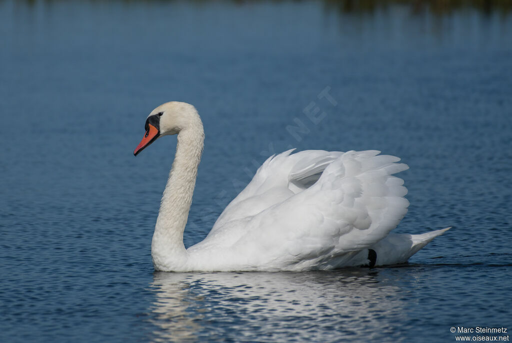 Cygne tuberculé