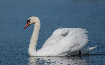 Cygne tuberculé