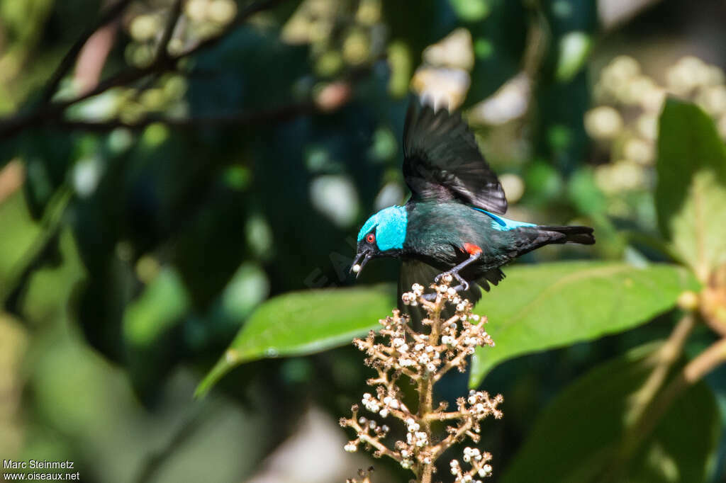 Dacnis à cuisses rouges mâle adulte, pigmentation, mange