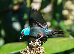 Scarlet-thighed Dacnis