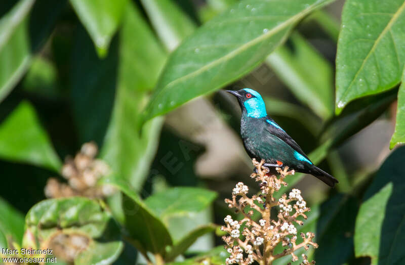 Scarlet-thighed Dacnis male adult, identification