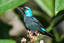 Dacnis à cuisses rouges