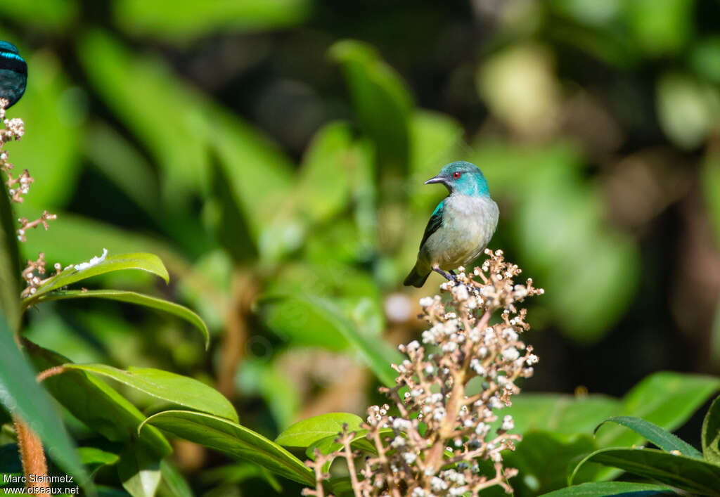 Dacnis à cuisses rouges femelle adulte, identification