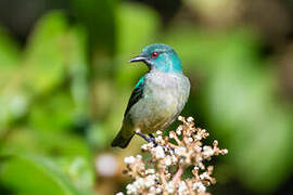 Dacnis à cuisses rouges