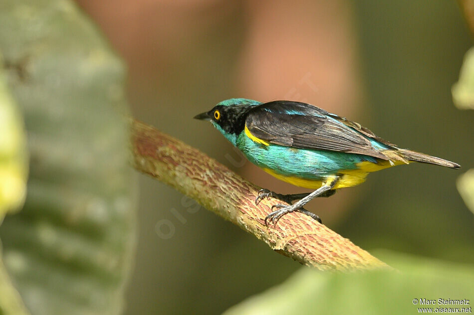 Yellow-tufted Dacnis