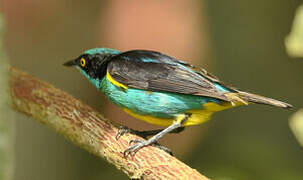 Yellow-tufted Dacnis