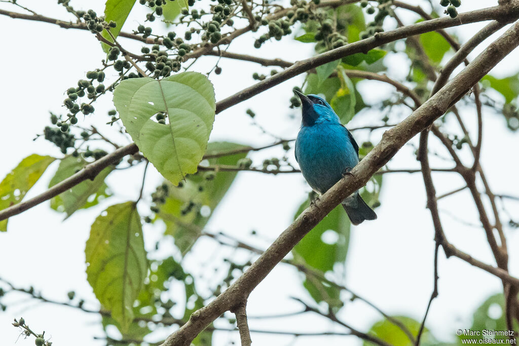 Dacnis bleu