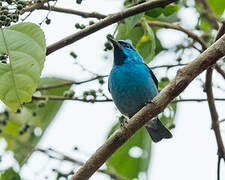 Dacnis bleu