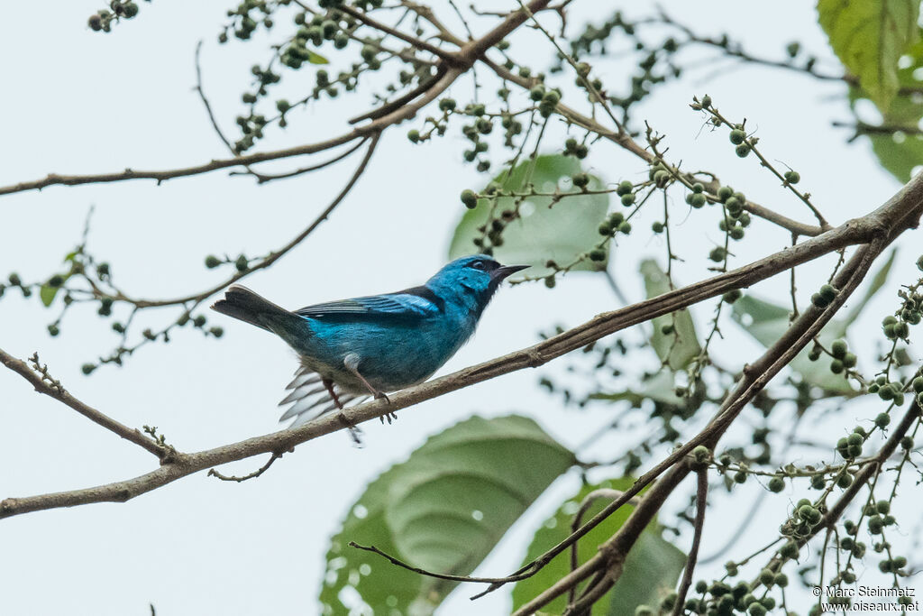 Dacnis bleu