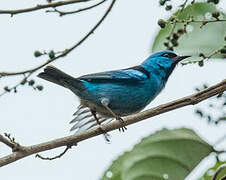 Dacnis bleu