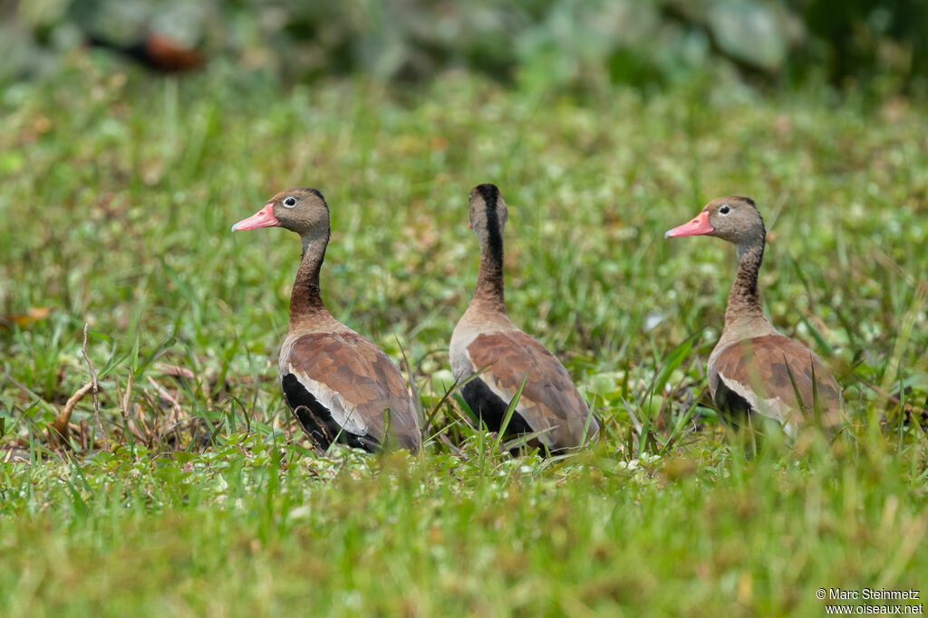 Dendrocygne à ventre noir