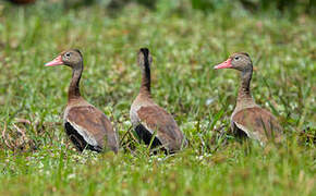 Black-bellied Whistling Duck