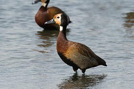 White-faced Whistling Duck