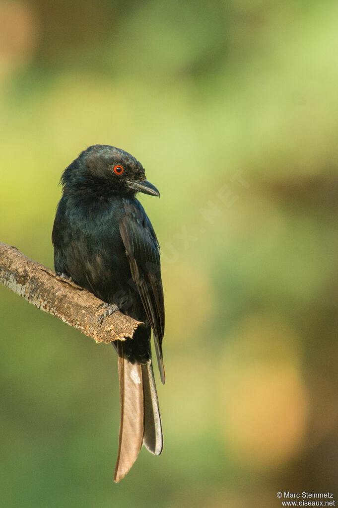 Fork-tailed Drongo