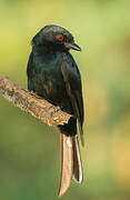 Fork-tailed Drongo