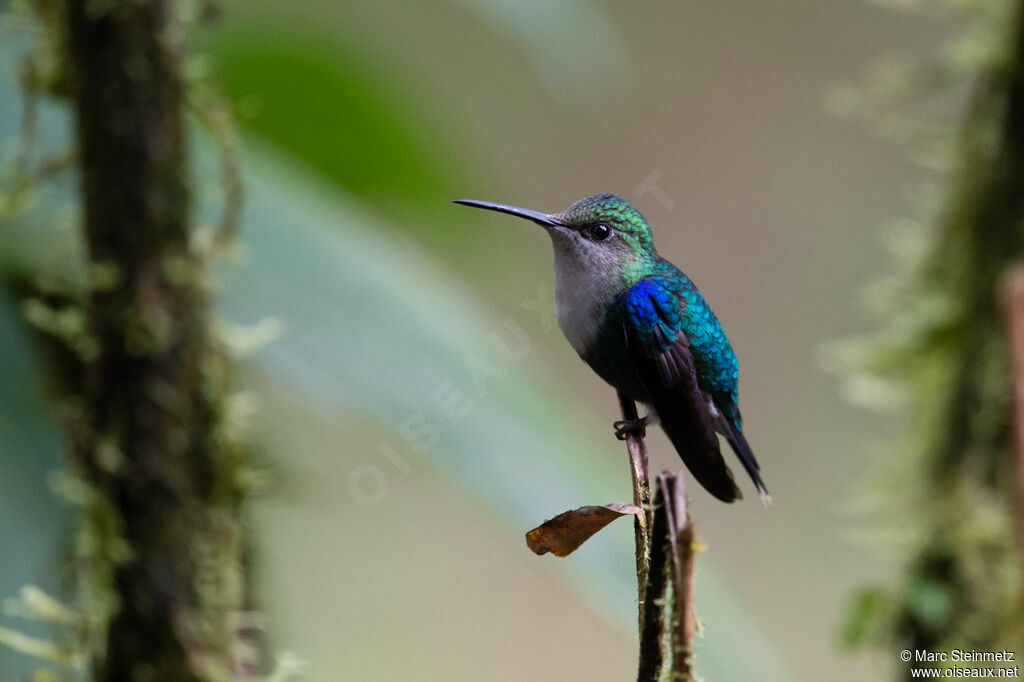 Fork-tailed Woodnymph female