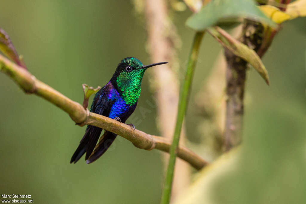 Fork-tailed Woodnymph male adult, pigmentation