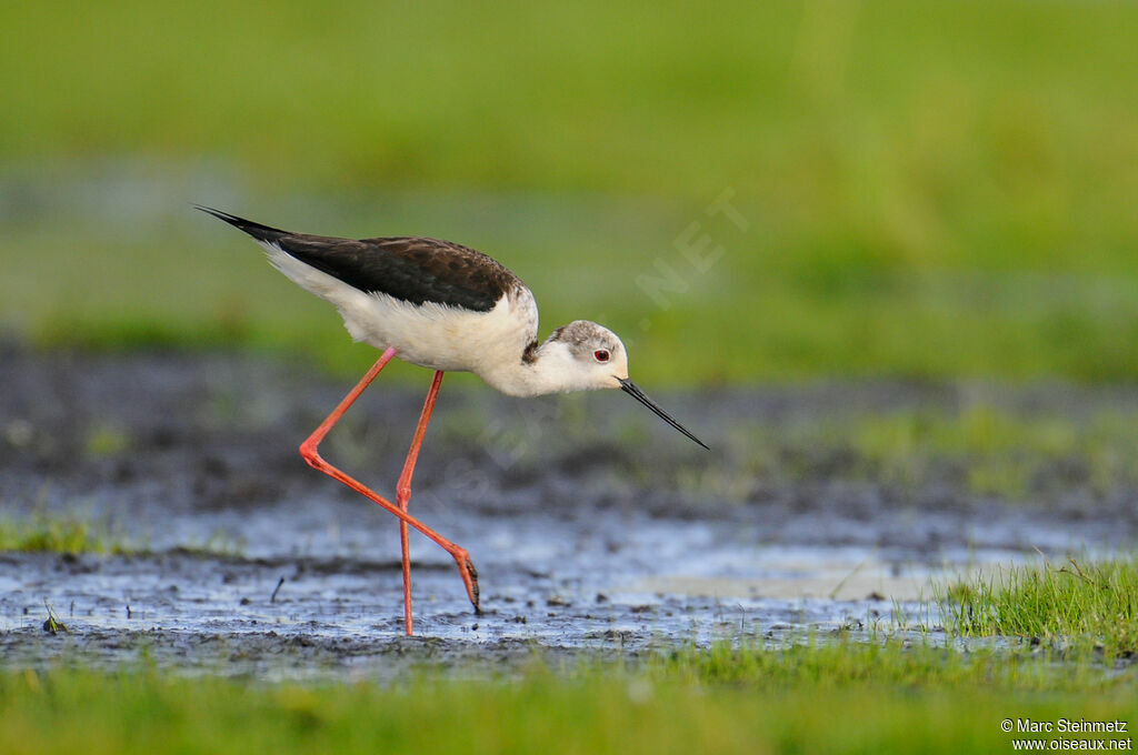 Black-winged Stilt