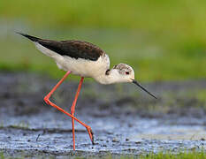 Black-winged Stilt