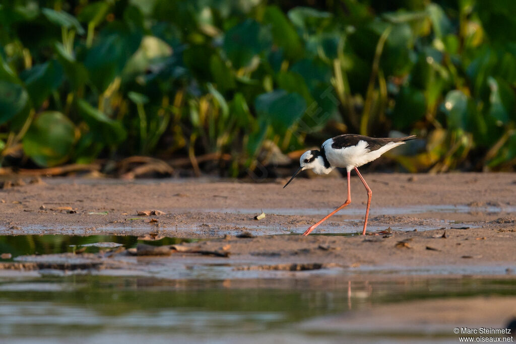 Black-necked Stilt