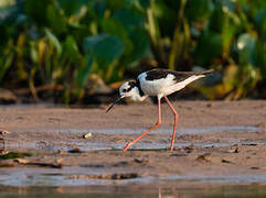 Black-necked Stilt