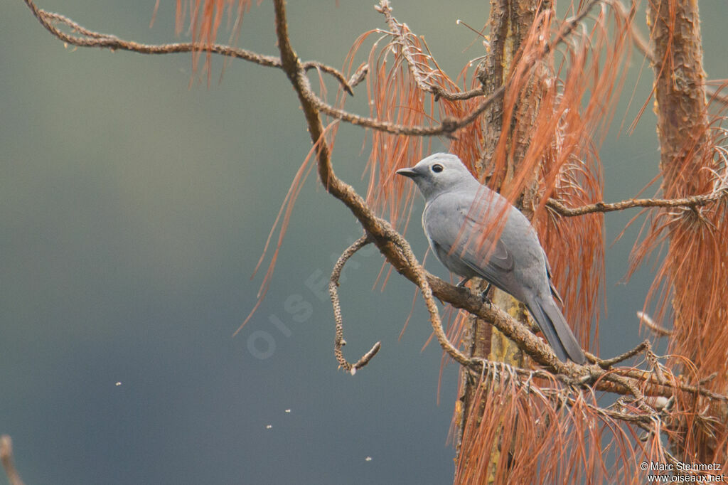 Échenilleur gris