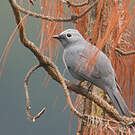 Échenilleur gris