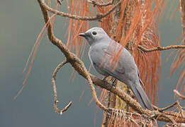 Grey Cuckooshrike